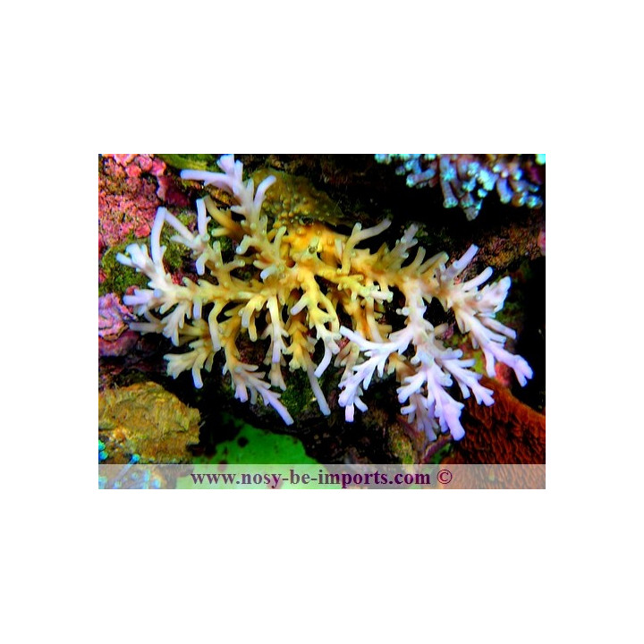 Acropora caroliniana