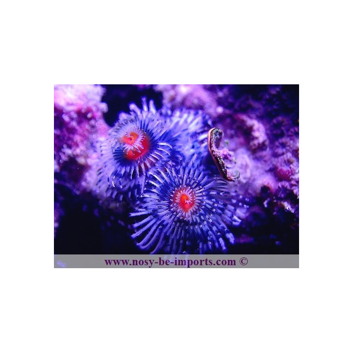 Spirographes sur roche WYSIWYG 11072020-2