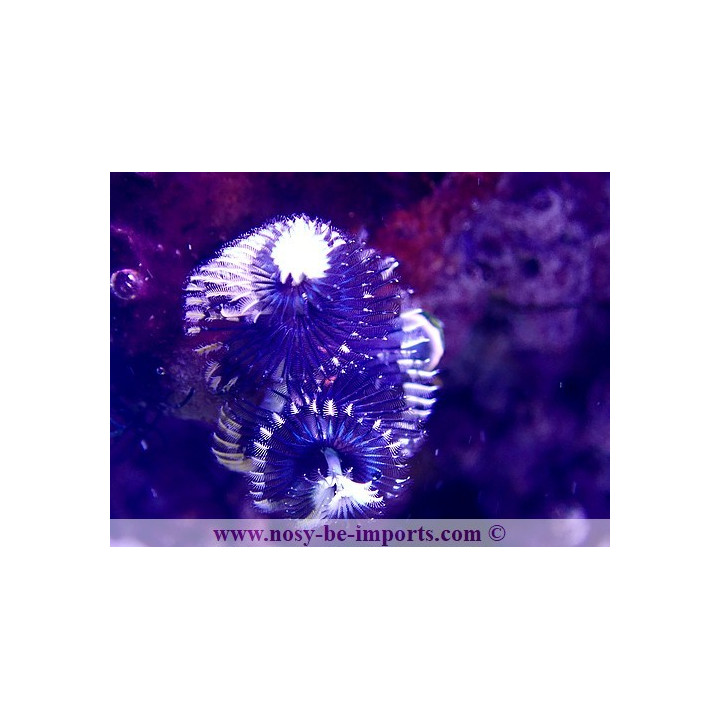 Spirographes sur roche WYSIWYG 11072020-2