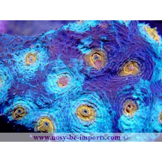 Acanthastrea lordhowensis WYSIWYG 11072020-7