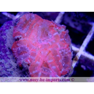 Acanthastrea lordhowensis WYSIWYG 11072020-8