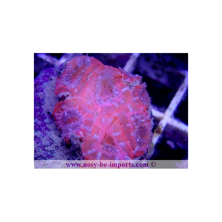 Acanthastrea lordhowensis WYSIWYG 11072020-8