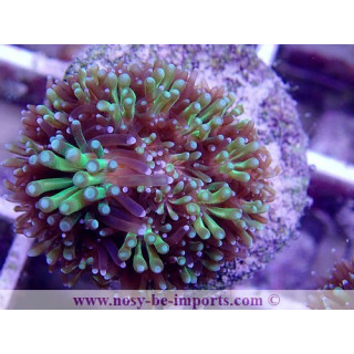 Galaxea sp. WYSIWYG 11072020-9