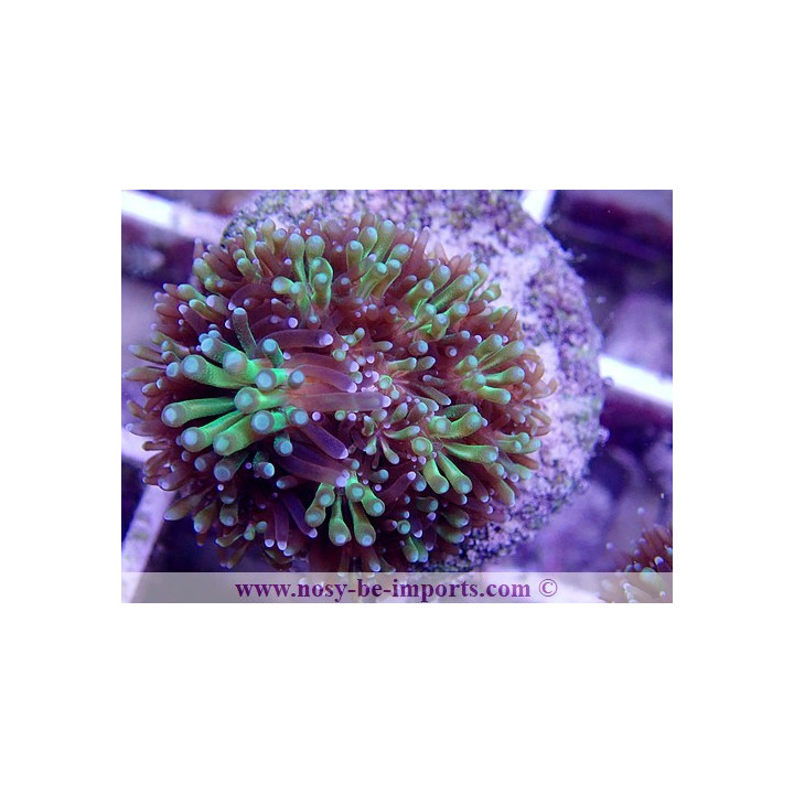 Galaxea sp. WYSIWYG 11072020-9