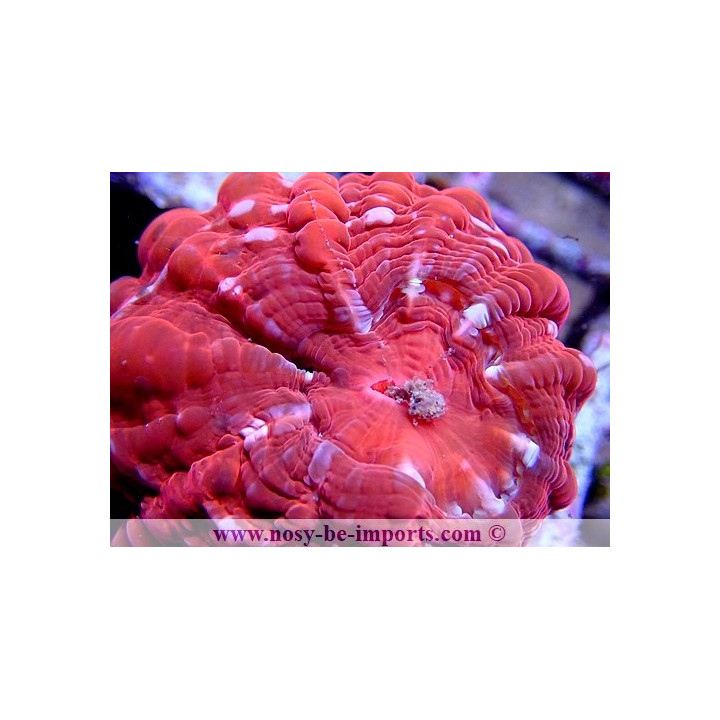 Cynarina lacrymalis rose WYSIWYG 11072020-10