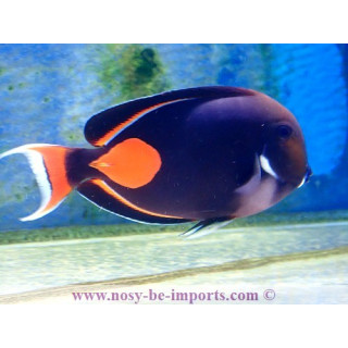 Acanthurus achilles