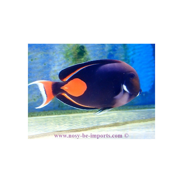 Acanthurus achilles