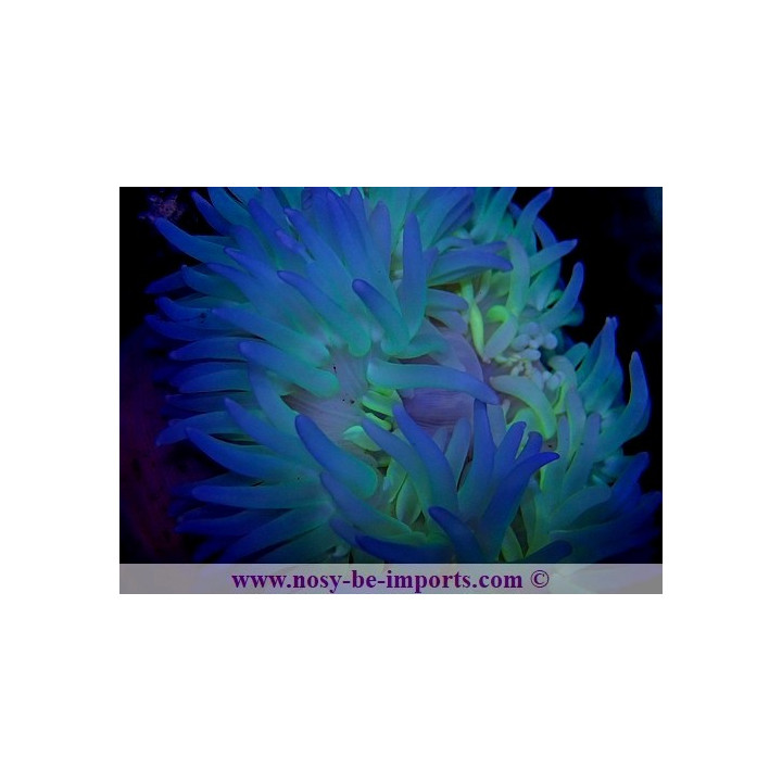 Macrodactyla doreensis bleue