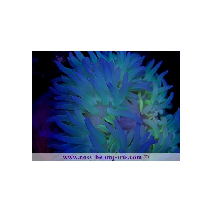 Macrodactyla doreensis bleue