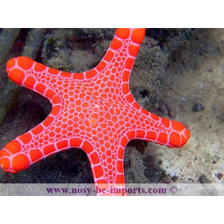 Pentagonaster duebeni rouge