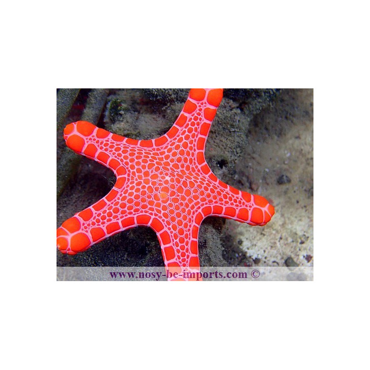 Pentagonaster duebeni rouge
