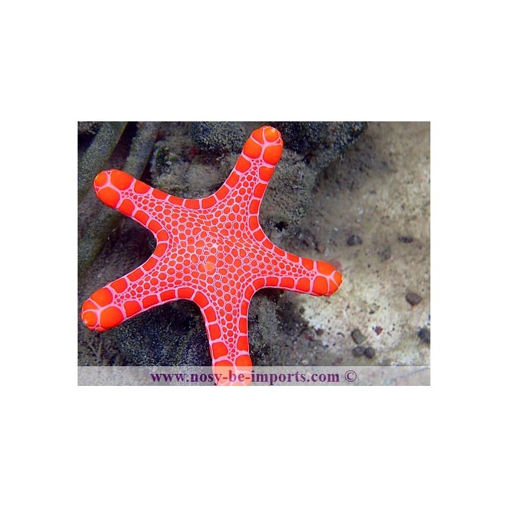 Pentagonaster duebeni rouge