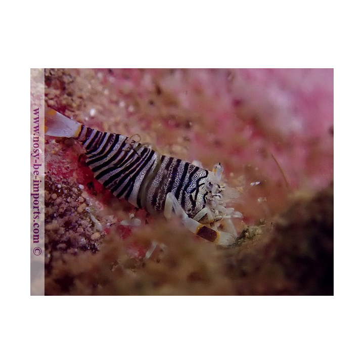 Gnathophyllum americanum