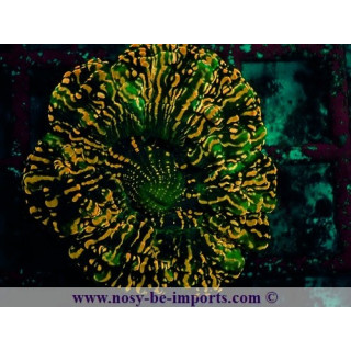 Acanthophyllia deshayesiana WYSIWYG 16072020-1