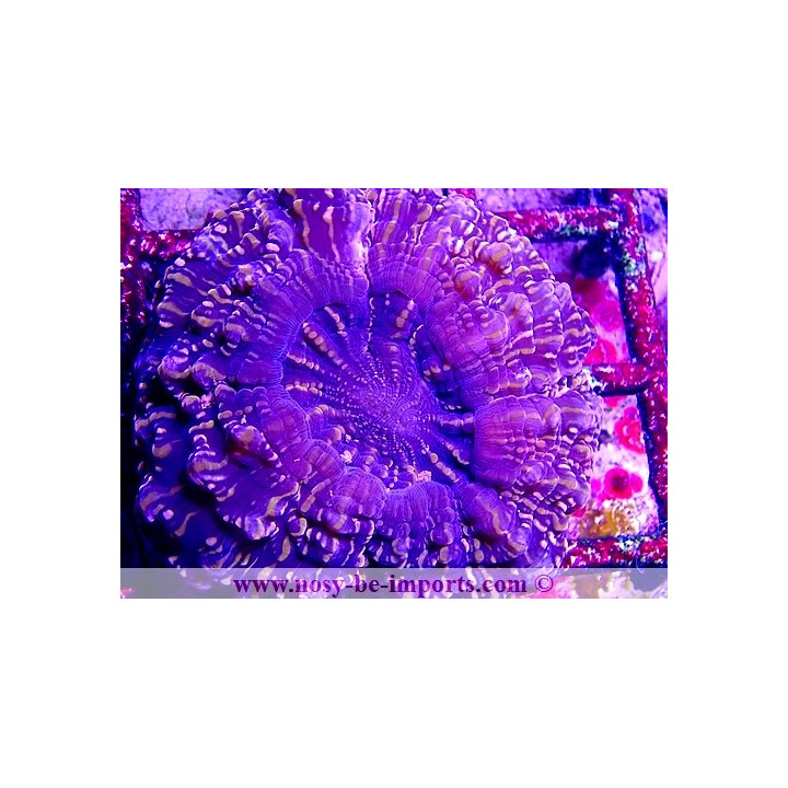 Acanthophyllia deshayesiana WYSIWYG 16072020-1