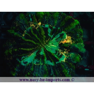 Acanthophyllia deshayesiana WYSIWYG 16072020-2