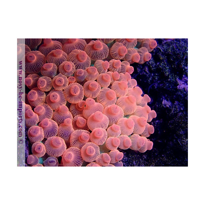 Entacmea quadricolor (Sunburst) rouge ELEVAGE