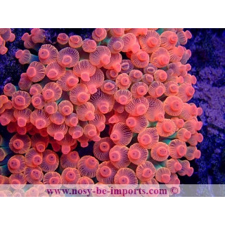 Entacmea quadricolor (Sunburst) rouge ELEVAGE