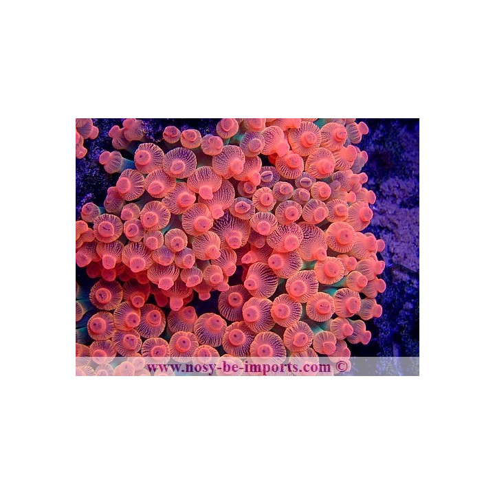 Entacmea quadricolor (Sunburst) rouge ELEVAGE