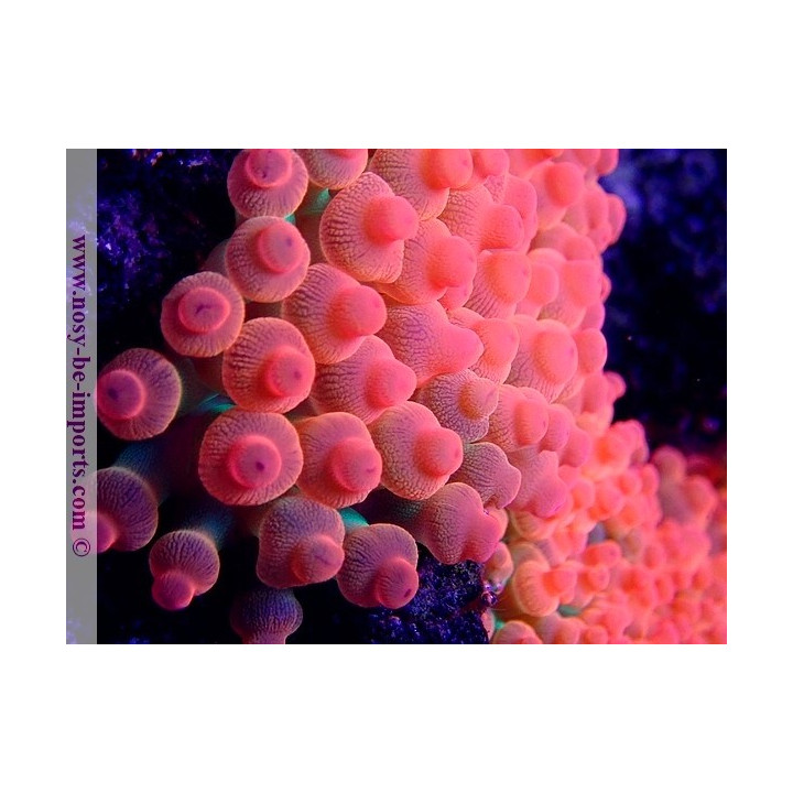 Entacmea quadricolor (Sunburst) rouge ELEVAGE