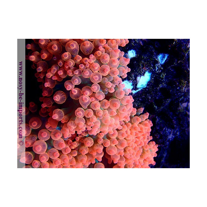 Entacmea quadricolor (Sunburst) rouge ELEVAGE