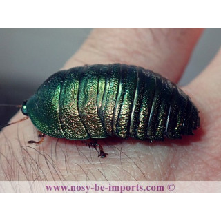 Corydidarum magnifica