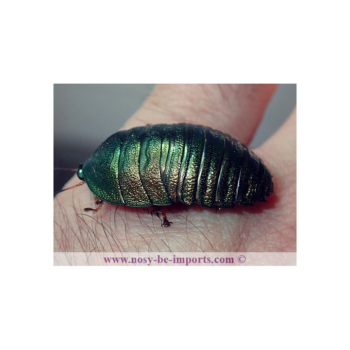 Corydidarum magnifica