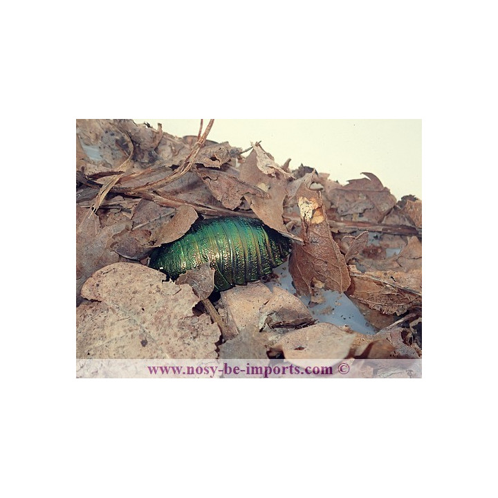 Corydidarum magnifica