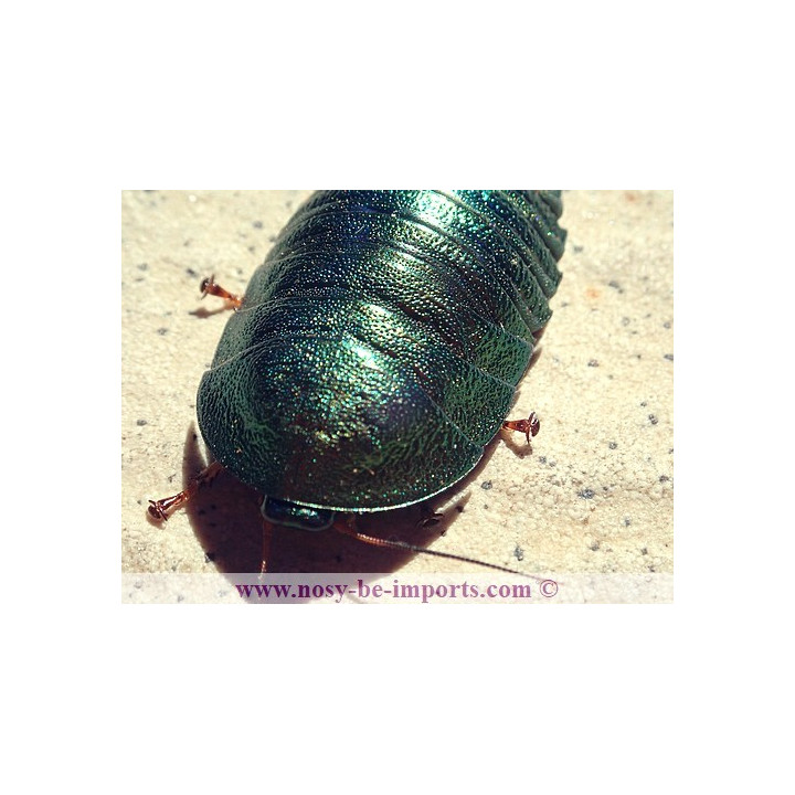 Corydidarum magnifica