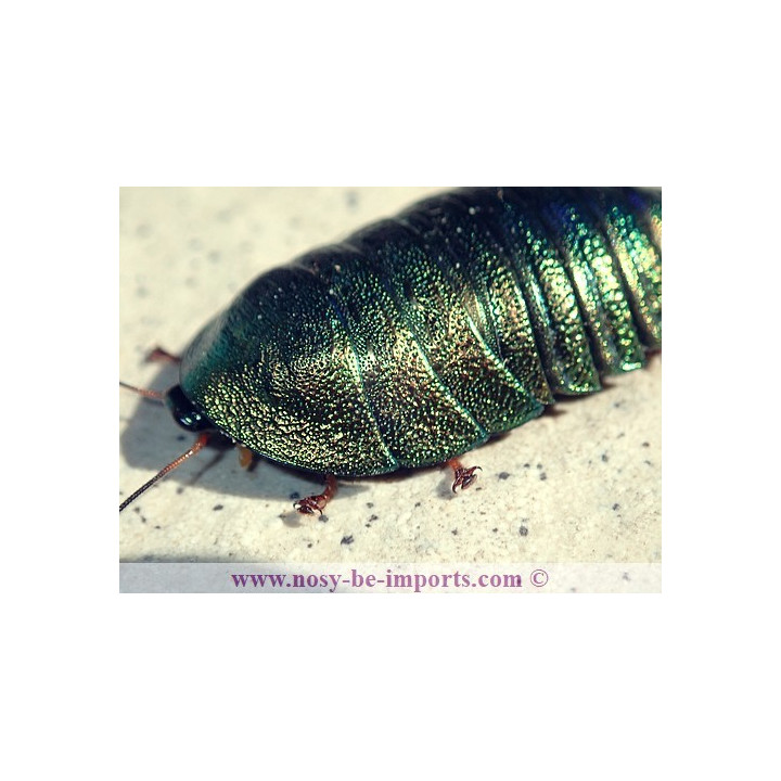Corydidarum magnifica