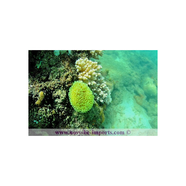 Sarcophyton sp. vert Madagascar - sarcophyton polypes verts Madagascar