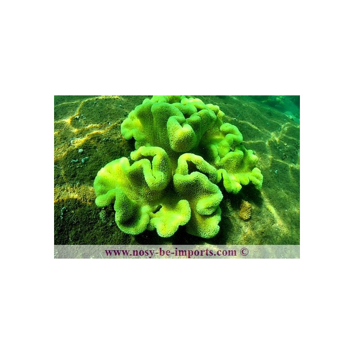 Sarcophyton sp. vert Madagascar - sarcophyton polypes verts Madagascar