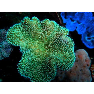 Sarcophyton sp. vert Madagascar - sarcophyton polypes verts Madagascar