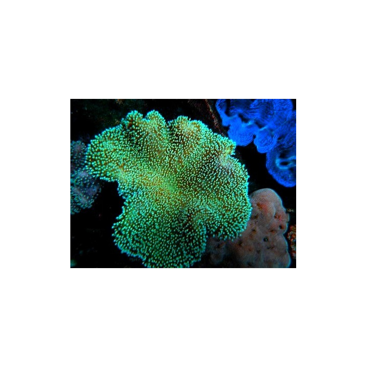 Sarcophyton sp. vert Madagascar - sarcophyton polypes verts Madagascar