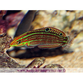 Halichoeres ornatissimus