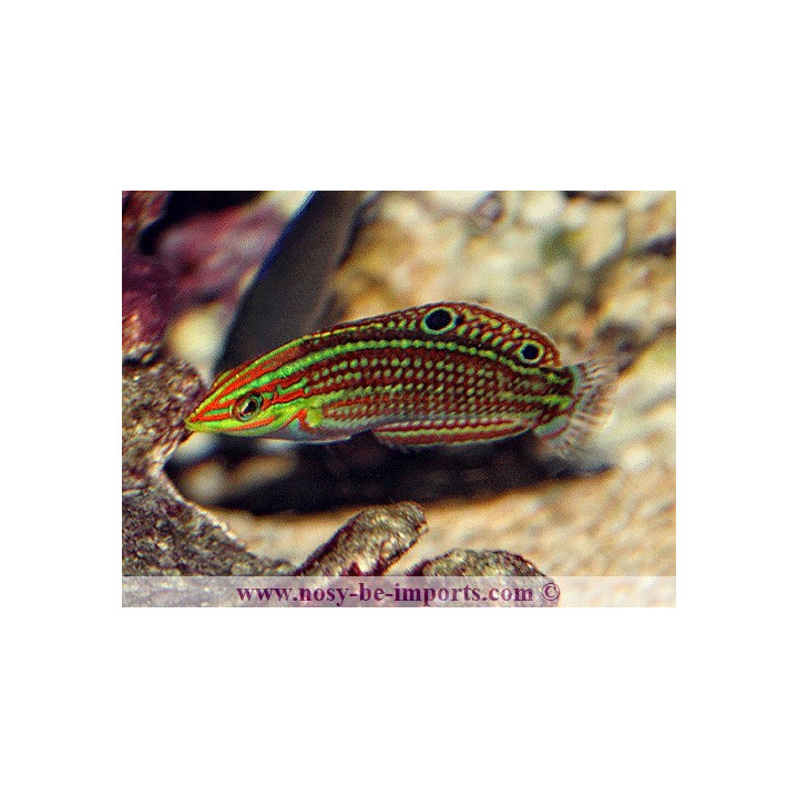 Halichoeres ornatissimus