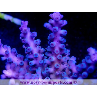 Acropora gomezi WYSIWYG 30072020-1