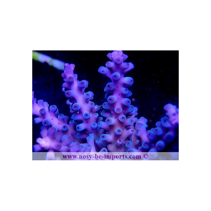 Acropora gomezi WYSIWYG 30072020-1