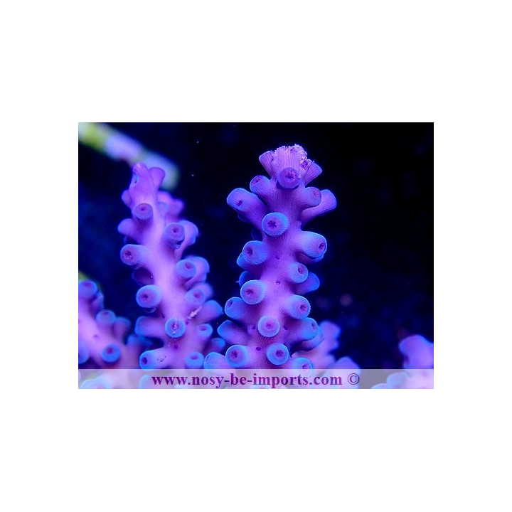 Acropora gomezi WYSIWYG 30072020-1