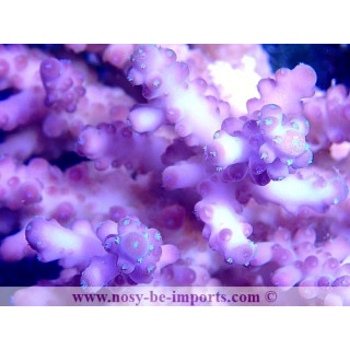Acropora sp. WYSIWYG 30072020-2