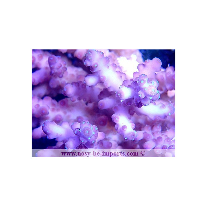 Acropora sp. WYSIWYG 30072020-2