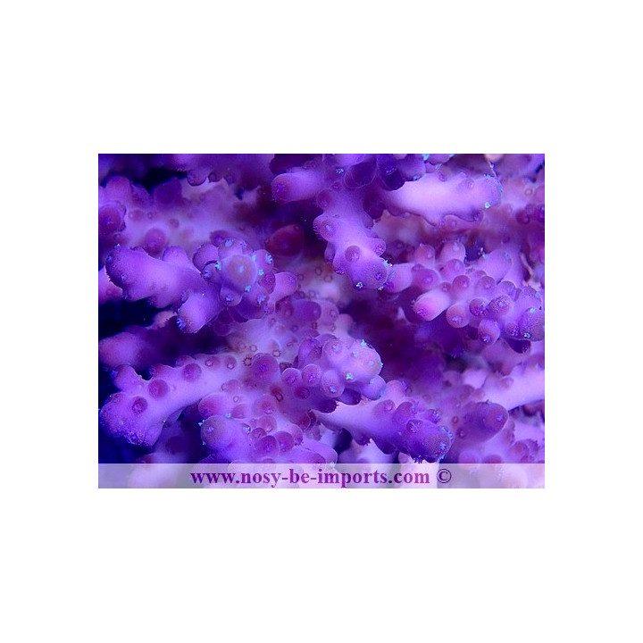 Acropora sp. WYSIWYG 30072020-2