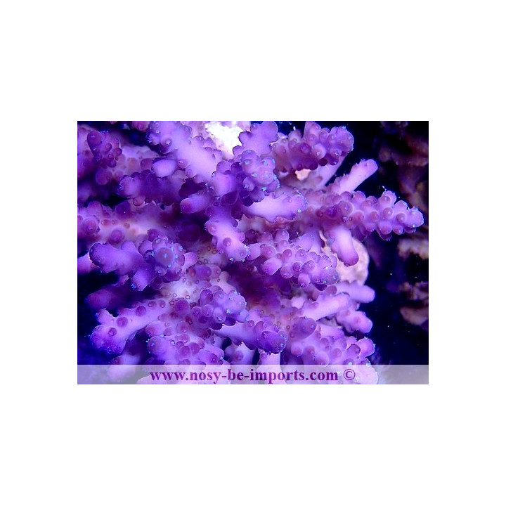 Acropora sp. WYSIWYG 30072020-2