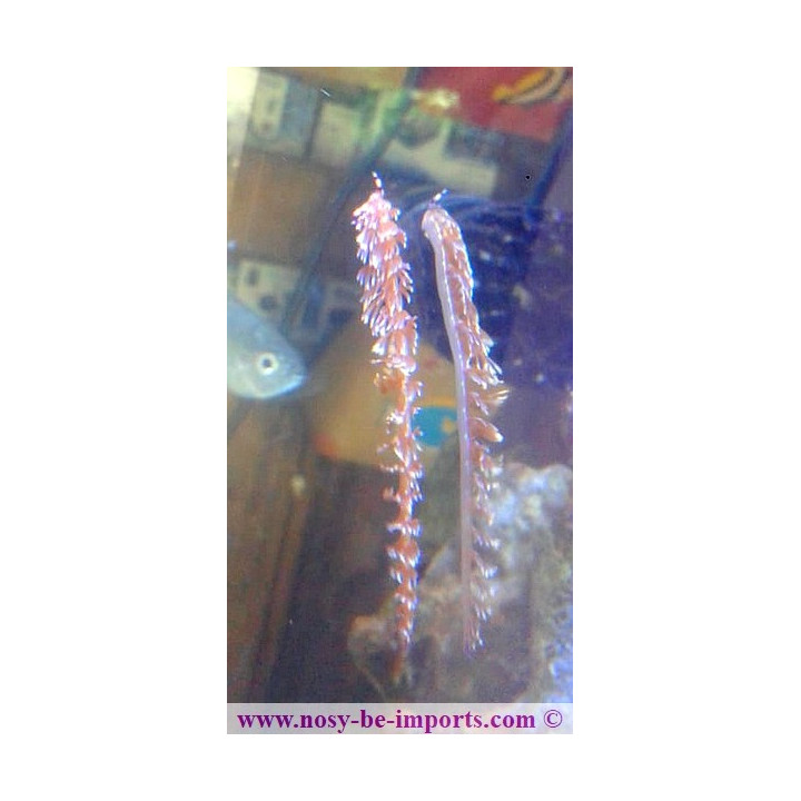 Pteraeolidia ianthina