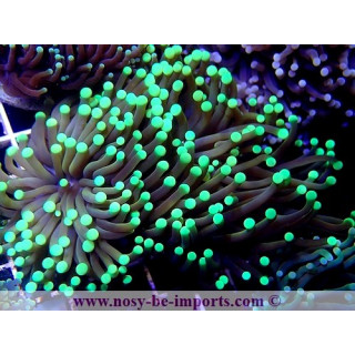 Euphyllia glabrescens WYSIWYG 08082020-1
