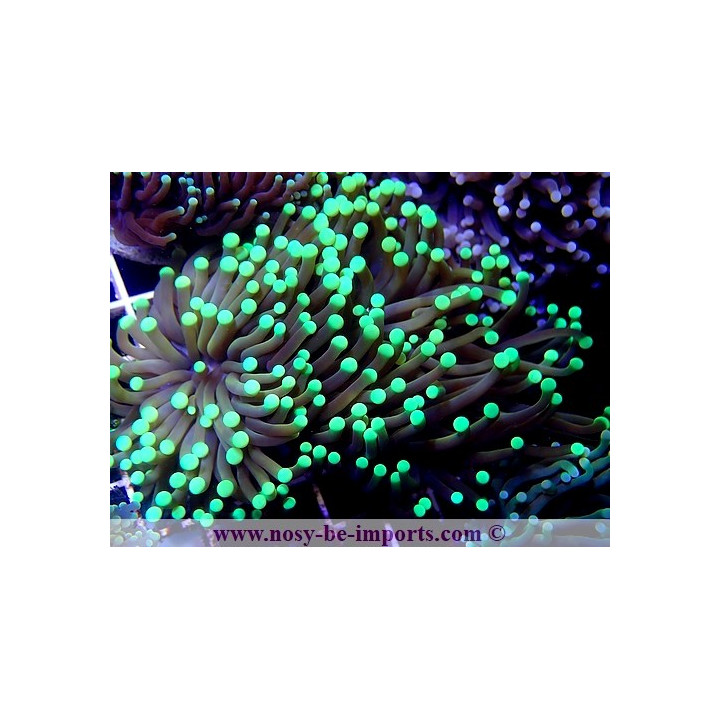 Euphyllia glabrescens WYSIWYG 08082020-1
