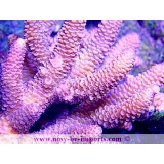 Acropora millepora WYSIWYG 08082020-9