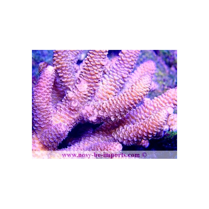 Acropora millepora WYSIWYG 08082020-9