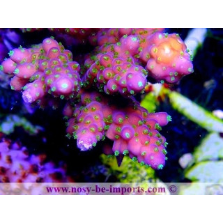 Acropora sp. WYSIWYG 08082020-10