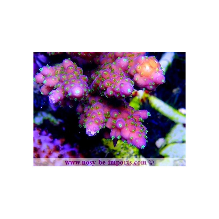 Acropora sp. WYSIWYG 08082020-10